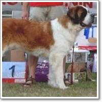 BUFFBALL BRETTY BLUE BELLATRIX