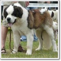 BUFFBALL CEYLON
