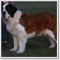 BUFFBALL CINNAMON COOKIE